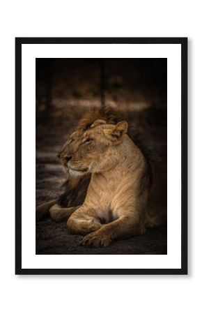 The lionnesse - Senegal