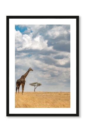Masai giraffe (Giraffe tippelskirchi) or Kilimanjaro giraffe with tree and clouds, Maasai Mara, Kenya, Africa