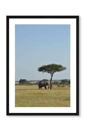 safari elephant 