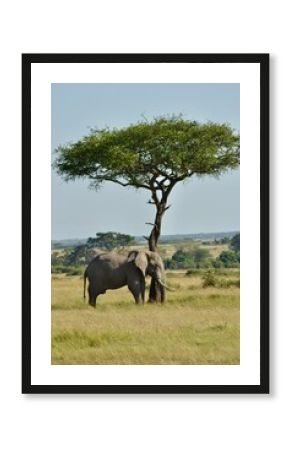 safari elephant 