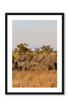 elephants in the savannah