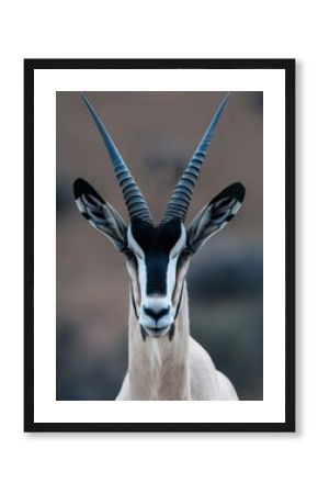 Close-Up Portrait of a Majestic Oryx
