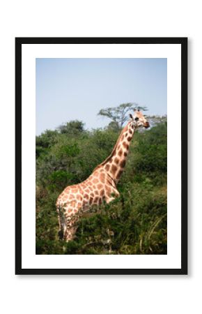 Close up of giraffes on a ugandan safari