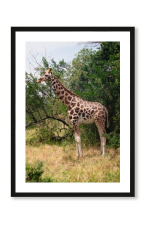 Close up of giraffes on a ugandan safari