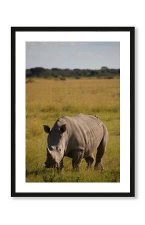 Rhino in Serowe Khama Rhino Sanctuary, BOTSWANA
