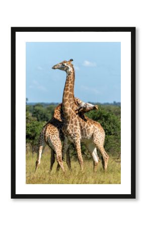 Giraffe males fighting in Kruger National Park in South Africa     