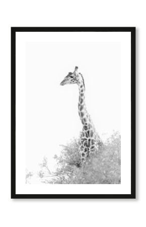 Giraffe Among Bushes In Maasai Mara  