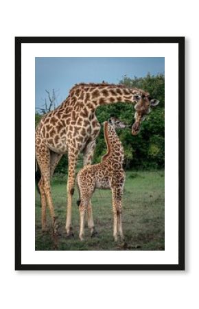 a giraffe and its baby are standing in a field