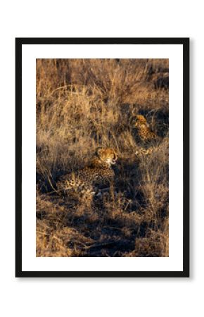 Beautiful juvenile male cheetah relaxing in long grass in South Africa