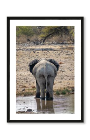 Lone elephant drinking at a waterhole, view from behind, elephant butts, wildlife safari and game drive in Namibia, Africa