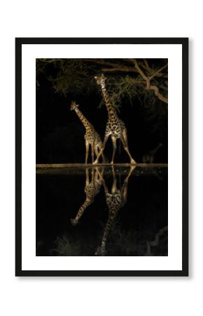Pair of Giraffes approach a waterhole at night, creating reflections in the process.