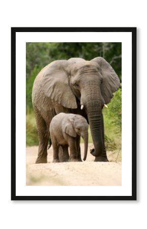 African Elephant