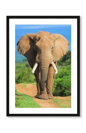elephant portrait