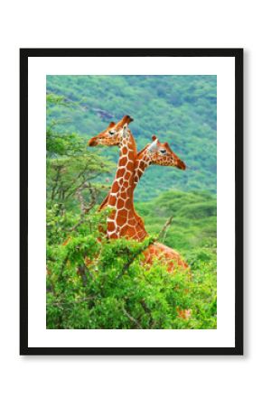 Family of giraffes