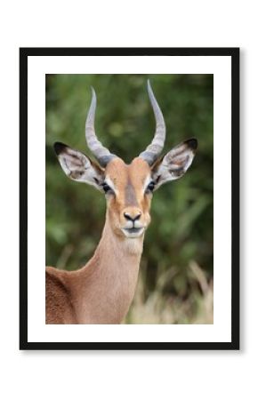 Young Impala Antelope