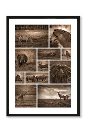 African safari black and white