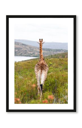 giraffe rear view