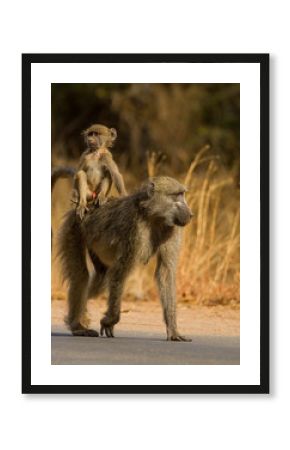 baboon and mother