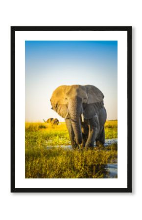 Elephant