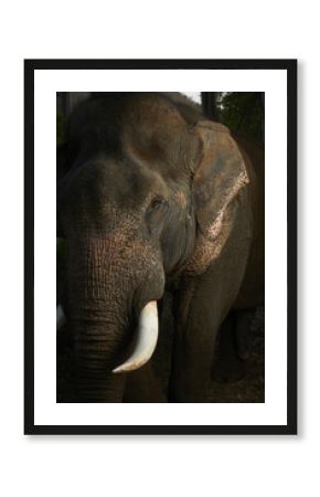 Asian Elephant Photographed in Thailand Jungle