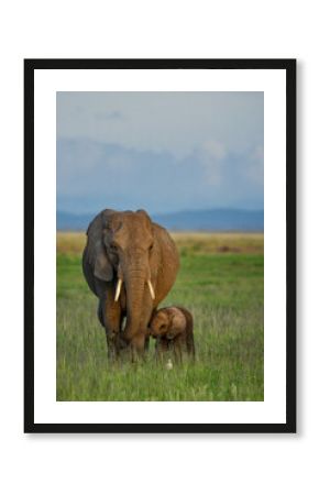 African elephant with cub in Amboseli NP