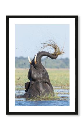 African Elephant feeding, Chobe River, Botswana