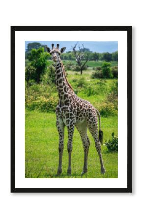 Looking at You and Standing Girraffe, Mikumi National Park, Tanzania