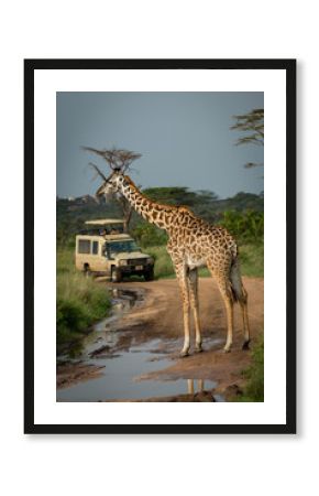 Masai giraffe blocks flooded road for jeep