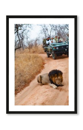 Male adult lion followed by a tourist 4x4 jeep. Kapama private game reserve near the Kruger national park. South Africa