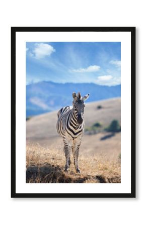 Zebra in field