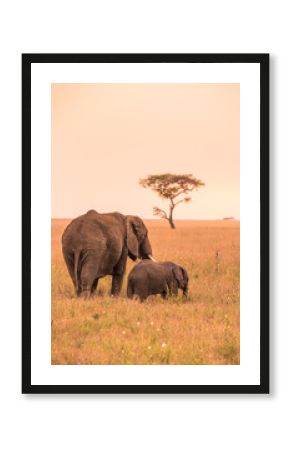 African Elephant Family with young baby Elephant in the savannah at sunset. Acacia trees on the plains in Serengeti National Park, Tanzania.  Safari trip in Wildlife scene from Africa nature.
