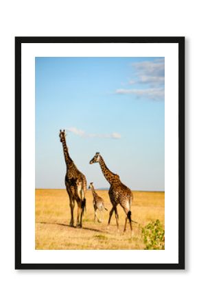 A perfect Giraffe family walks around in Masai Mara