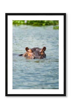 Hippopotamus (Hippopotamus amphibius), partially submerged in water, Masai Mara, Kenya