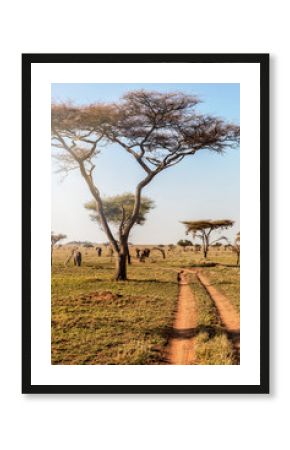 Group of elephants walking in beautiful national park Serengeti, Tanzania, Africa