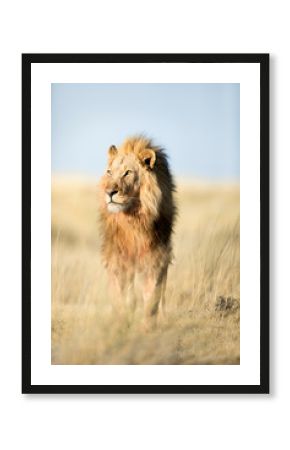A lion in golden morning light 