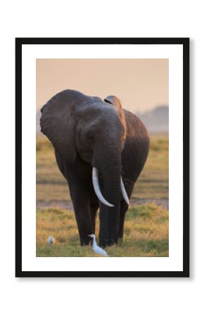 Elephant, African Elephant, Savannah Elephant