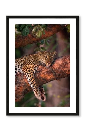 Leopard on branch