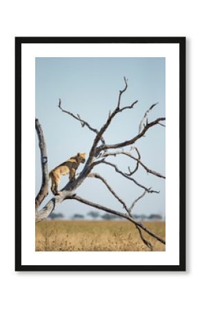 Africa, Botswana, Chobe National Park, Lioness(Panthera Leo) climbing branches of toppled dead acacia tree while hunting in Savuti Marsh