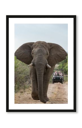 Elephant walking in front of safari vehicle