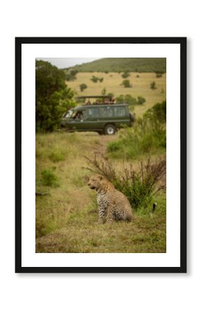 Leopard sits staring left with truck behind