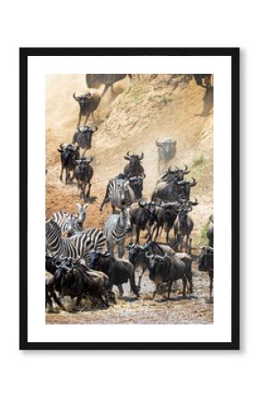 Wildebeest and Zebra Running at Mara River Bank