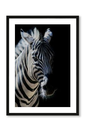 Burchell's zebra (Equus quagga burchellii)
