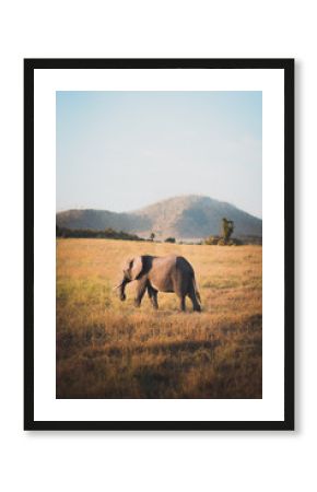 Elephant in Kenya walking through plains