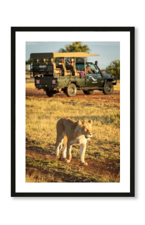 Lioness walks past truck on dirt track