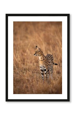 Serval Cat, Masai Mara