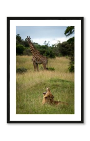 Male lion yawns watched by Masai giraffe
