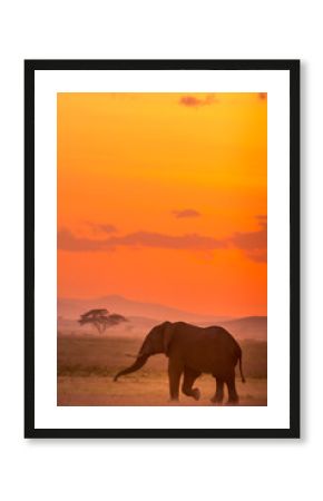 Sunset with Elephants in the Wild!