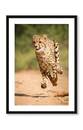 One adult cheetah chase with all legs off the ground in Kruger Park South Africa