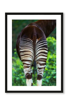 Okapi (Okapia johnstoni), forest giraffe or zebra giraffe