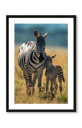 Plains zebra stands with foal facing camera